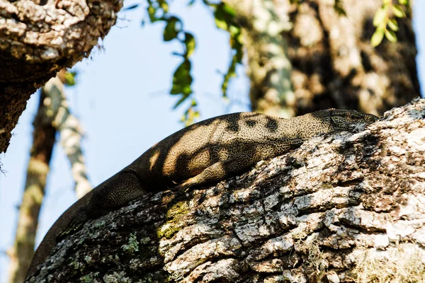 Grand Varanus Komodoensis Posé Sur Arbre Dans Parc National Yala — Photo