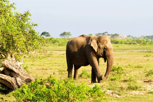 Een Olifants Wandelend Yala Onderdaan Park Sri Lanka — Stockfoto