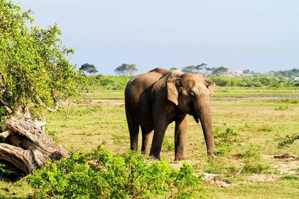 Elephant Walking Yala National Park Sri Lanka — Stock Photo, Image