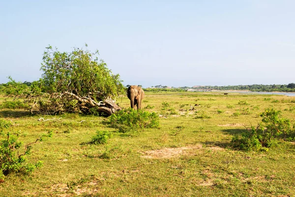 Слон Йде Національному Парку Яла Срі Ланка — стокове фото