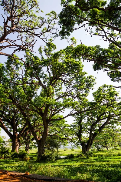 Centinaia Pipistrelli Dormienti Appesi Rami Degli Alberi Dello Sri Lanka — Foto Stock