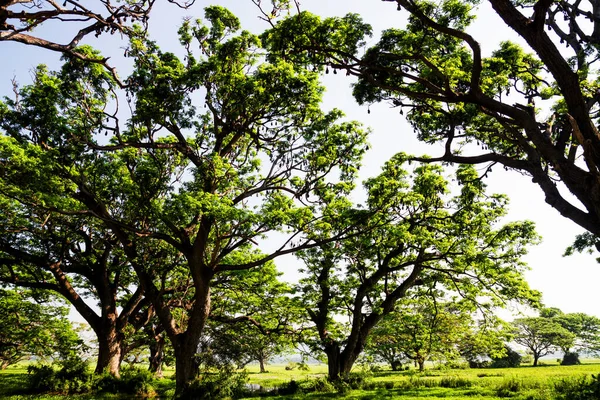 Сотні Сплячих Кажанів Висять Гілках Дерев Шрі Ланці — стокове фото