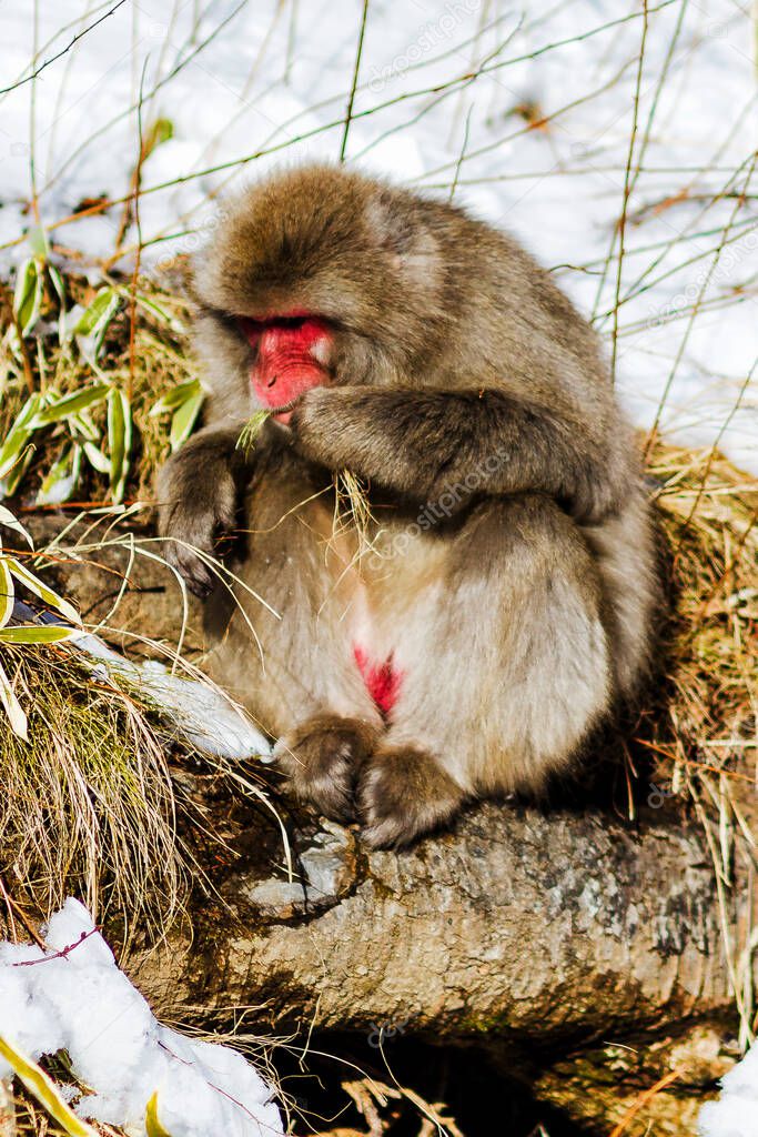 Japanese Macaque on snowy meadow background