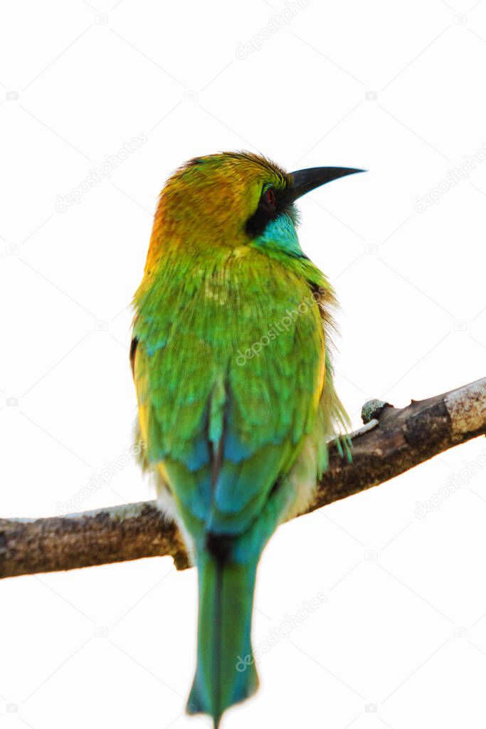 Beautiful Little Green Bee-eater bird (Merops orientalis), resting on a perch