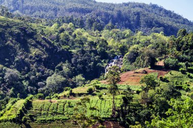 Ella 'nın etrafındaki dağlar Sri Lanka' da