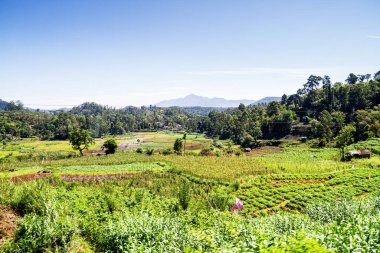 Ella 'nın etrafındaki dağlar Sri Lanka' da