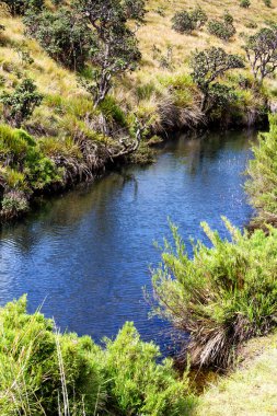 Nehir Horton Ovalarında, Sri Lanka