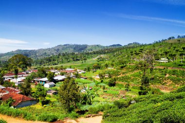 Sri Lanka 'daki çay tarlaları