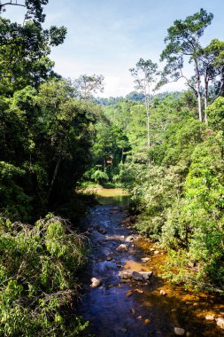 Ormandaki orman nehri