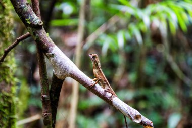 Sri Lanka Kanguru Kertenkelesi Sinharaja Yağmur Ormanı, Sri Lanka