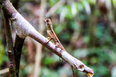 Sri Lanka Kanguru Kertenkelesi Sinharaja Yağmur Ormanı, Sri Lanka