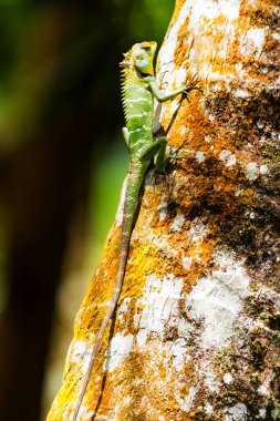 Bukalemun ağaçta, Sinharaja yağmur ormanları, Sri Lanka