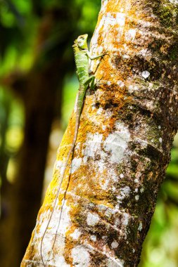 Bukalemun ağaçta, Sinharaja yağmur ormanları, Sri Lanka