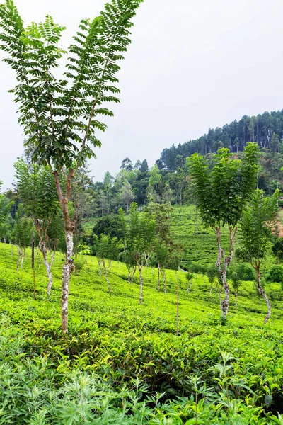 Tea estate, Sri Lanka