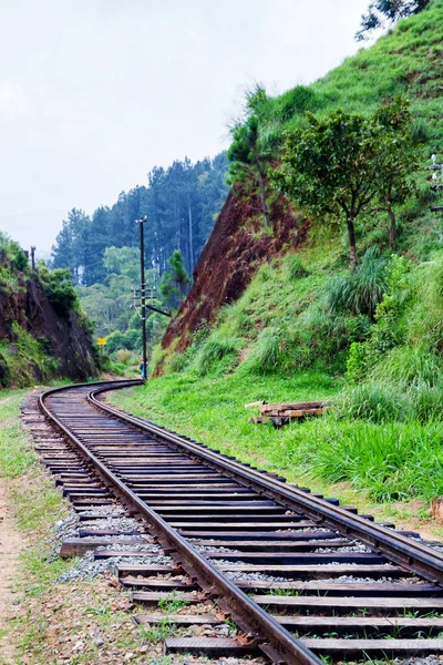 Pista Una Selva — Foto de Stock