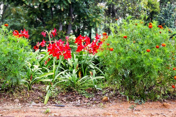 Квіти Станції Шрі Ланка — стокове фото