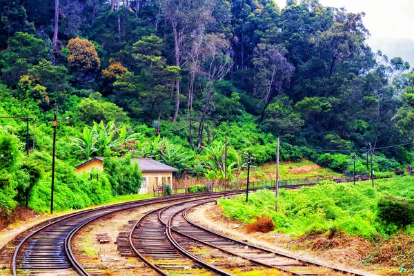 Pista Una Selva — Foto de Stock