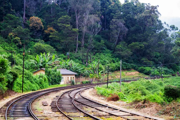 Pista Una Selva — Foto de Stock