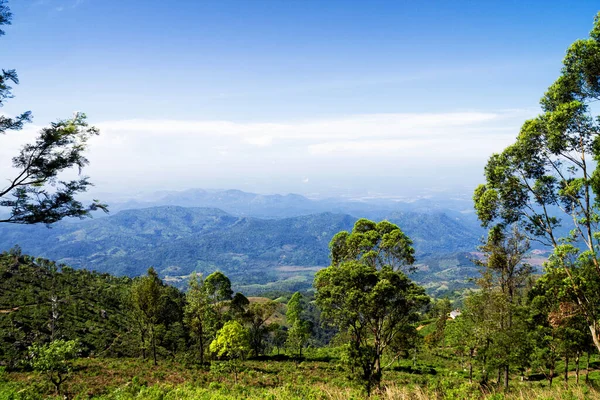 Aufnahme Der Landschaft Mit Teepflanzen — Stockfoto