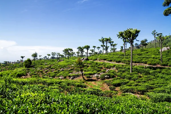 Sri Lanka Daki Çay Tarlaları — Stok fotoğraf