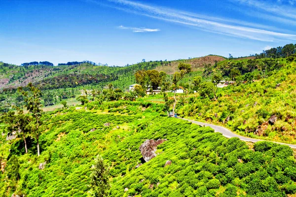 Plantaciones Sri Lanka — Foto de Stock
