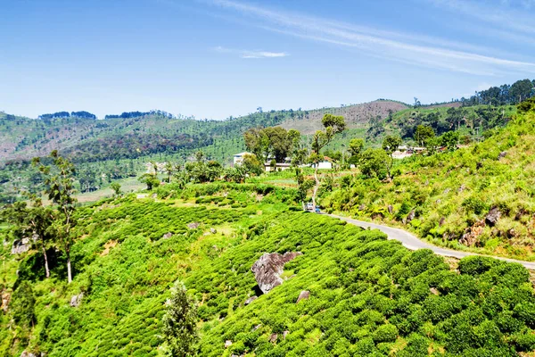 Plantaciones Sri Lanka — Foto de Stock