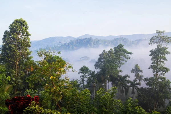 Dschungel Nebligen Morgen Sinharaja Regenwald Sri Lanka — Stockfoto