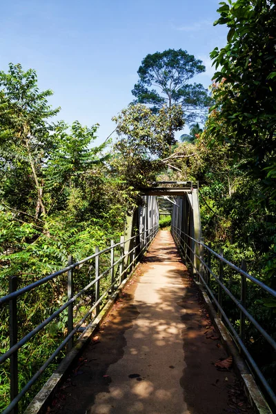 Puente Colgante Peatonal Sobre Río Selva Tropical — Foto de Stock