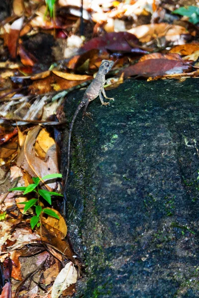 Sri Lankische Känguru Eidechse Sinharaja Regenwald Sri Lanka — Stockfoto