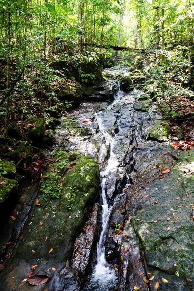 Arroyo Selva Bosque — Foto de Stock