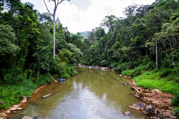 Río Selva Con Ambiente Verde Naturaleza — Foto de Stock