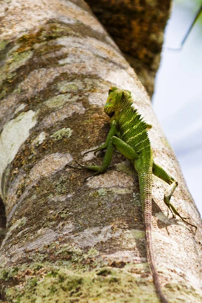 Caméléon Sur Arbre Sinharaja Rainforest Sri Lanka — Photo