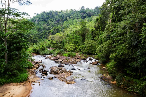 Río Selva Con Árboles Alrededor — Foto de Stock