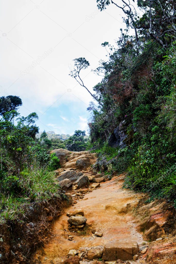 A pathway leading through Horton Plain, Sri Lanka