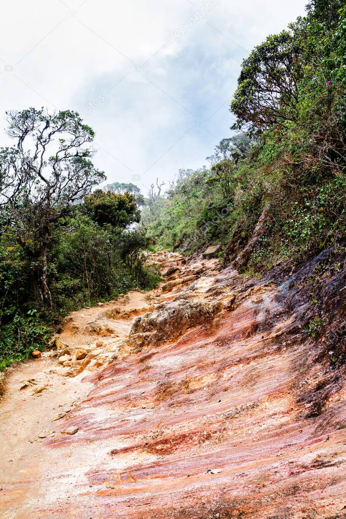 A pathway leading through Horton Plain, Sri Lanka
