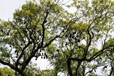 Sri Lanka 'daki ağaç dallarında yüzlerce uyuyan yarasa asılı.