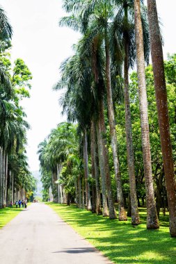 Peradeniya, Sri Lanka 'daki Botanik Bahçesi' ndeki Palm alley.