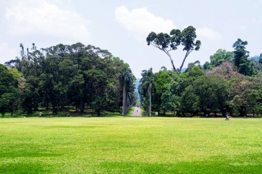 Peradeniya, Sri Lanka 'daki Botanik Bahçesi' ndeki Palm alley.