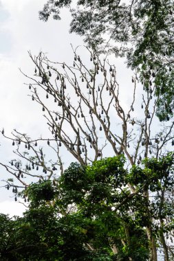 Sri Lanka 'daki ağaç dallarında yüzlerce uyuyan yarasa asılı.