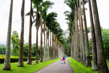 Peradeniya, Sri Lanka 'daki Botanik Bahçesi' ndeki Palm alley.