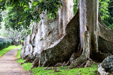 Dev ağaç kökleri, Botanik Bahçesi, Sri Lanka