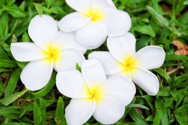 Peradeniya, Kandy, Sri-Lanka Botanik Bahçesinde çiçek açan orkideler