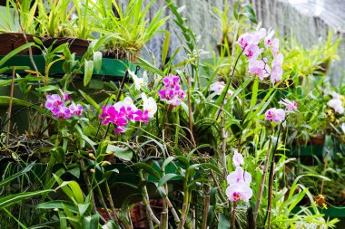 Peradeniya, Kandy, Sri-Lanka Botanik Bahçesinde çiçek açan orkideler