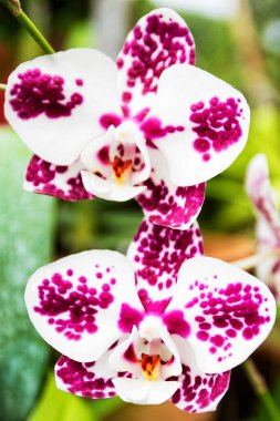 Peradeniya, Kandy, Sri-Lanka Botanik Bahçesinde çiçek açan orkideler