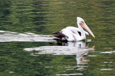Pelikan, Kandy, Sri Lanka