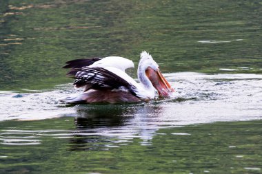 Pelikan, Kandy, Sri Lanka