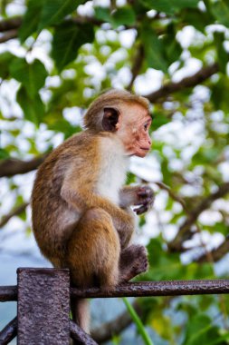 Sigirya, Sri Lanka 'daki Toque Macaques