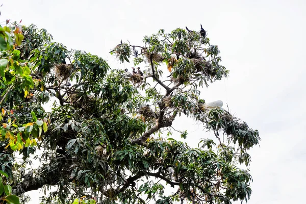 Pelícano Cormoranes Anidan Alto Del Árbol — Foto de Stock