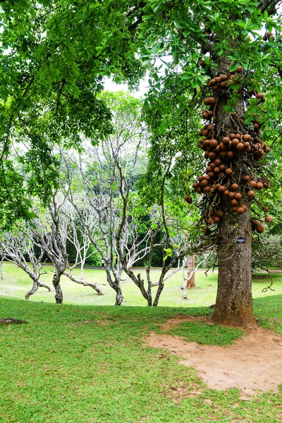 Árbol Bala Cañón Jardín Botánico Sri Lanka —  Fotos de Stock