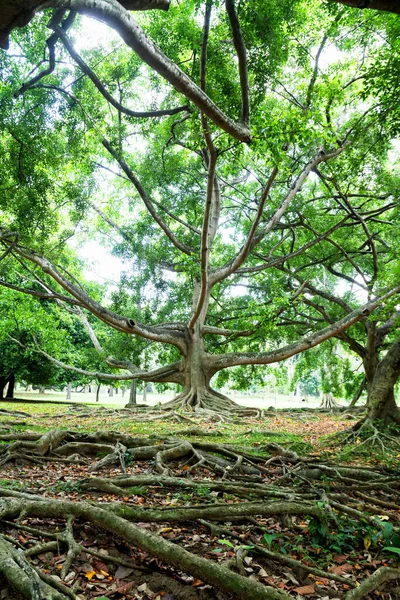 Jardín Botánico Peradeniya Kandy Jardines Botánicos Reales Asias Jardín Botánico —  Fotos de Stock